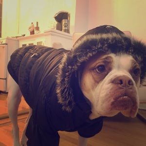 Winter dog coat